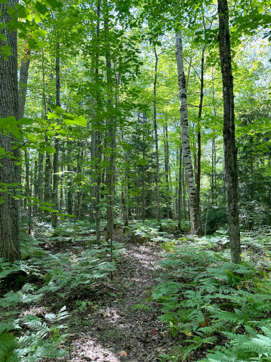 Faint trail through the leafy trees at Din Egen Woods