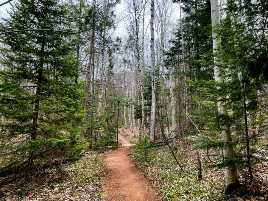 Packed dirt trail running through pine and birch trees at Churning Rapids near Hancock, Michigan