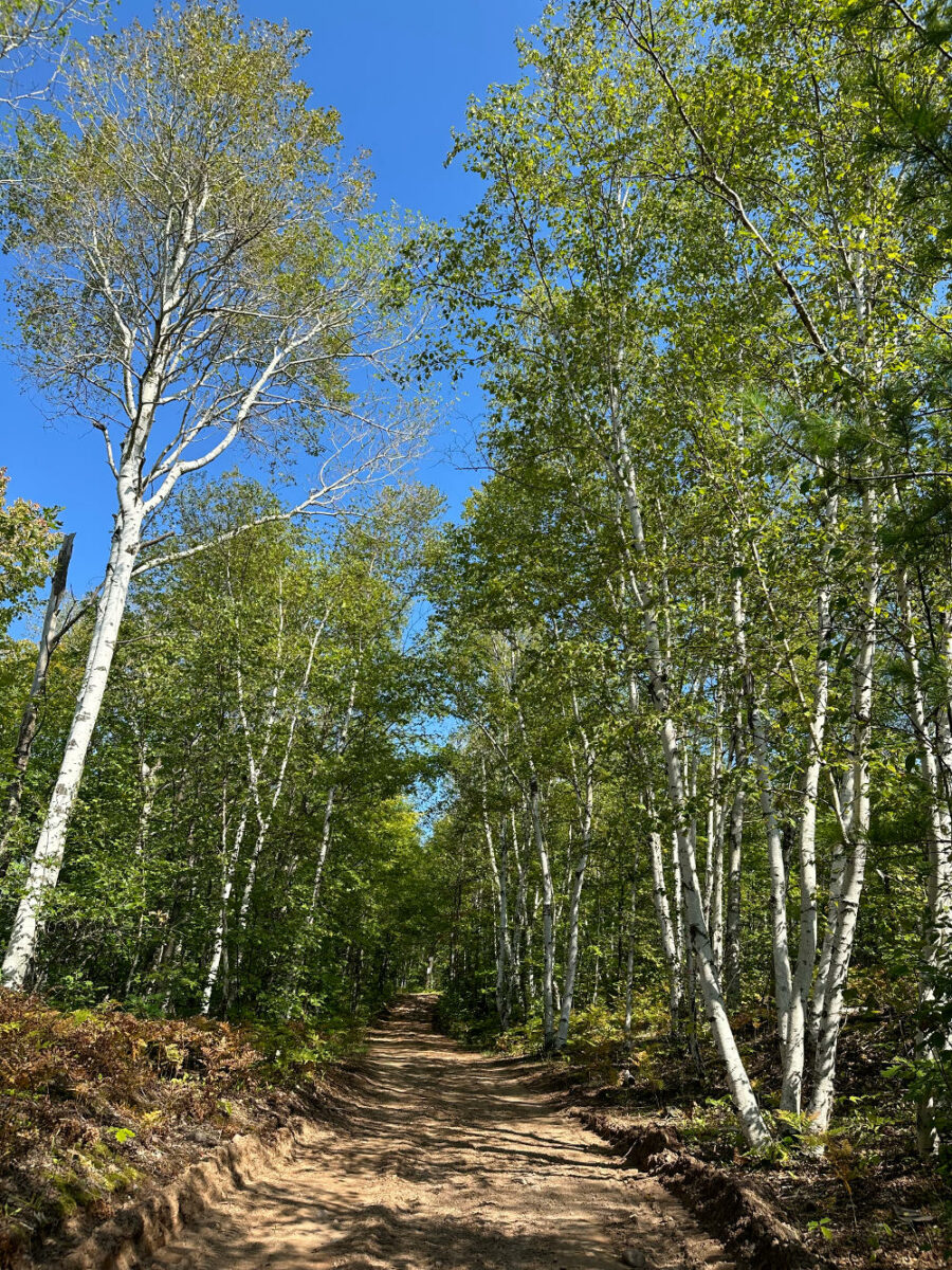 Dirt trail through the birch trees near the Hancock Fairgrounds in the Maasto Hiihto and Churning Rapids trail network