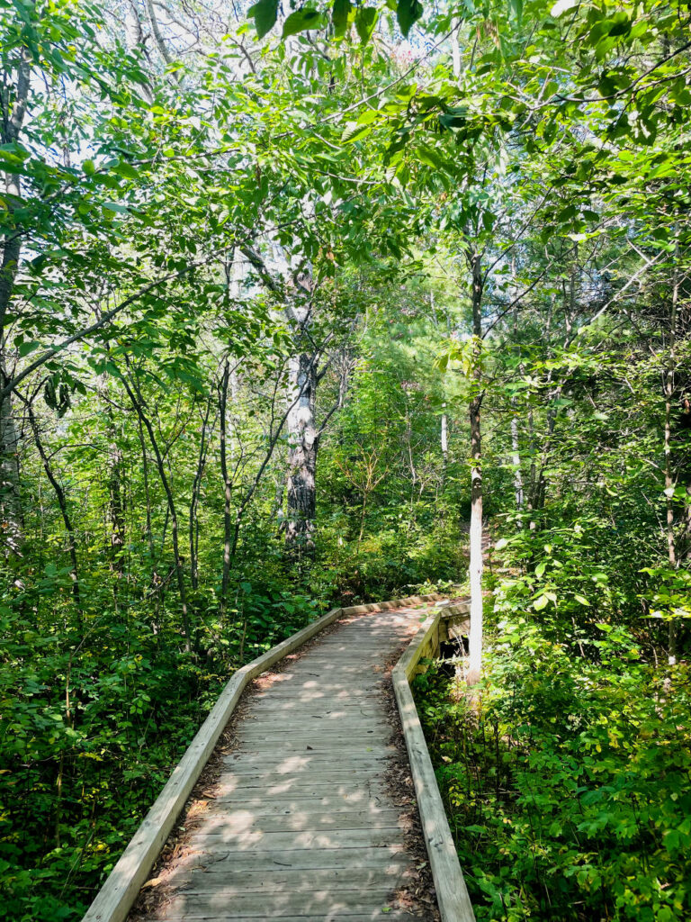 Boardwalk in the trees on a hike near Hancock, MI